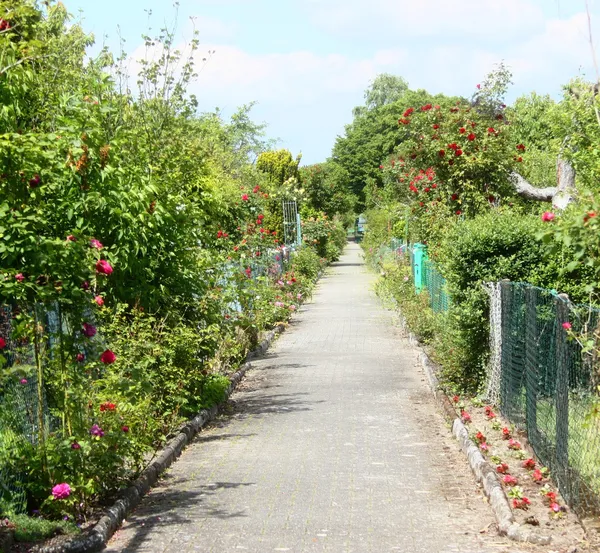 Rose path in the garden — Stock Photo, Image
