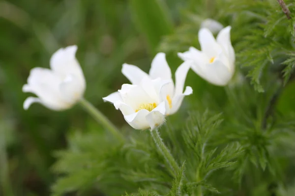 Білий Pulsatilla — стокове фото