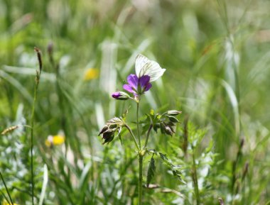 dağ çiçeği çayır