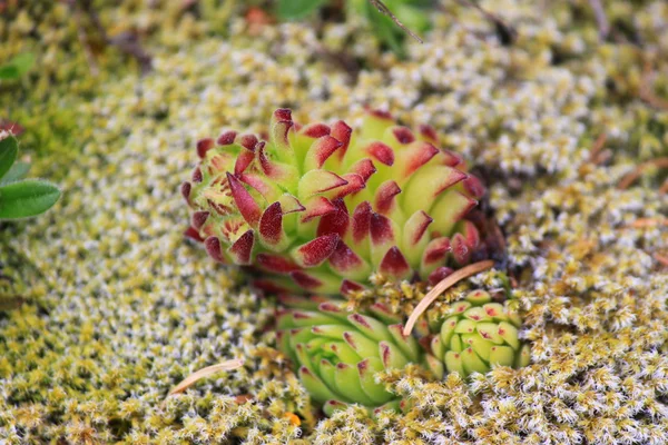 Succulent — Stock Photo, Image