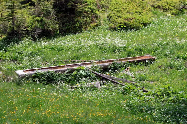 Viehtränken — Stockfoto