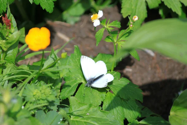 Borboleta branca na grama — Fotografia de Stock