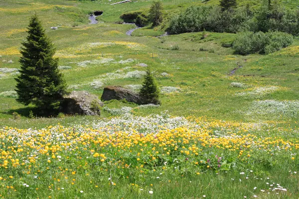 Mountain Flower meadow — Stock Photo, Image