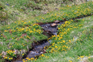 Yüksek dağlarda Creek