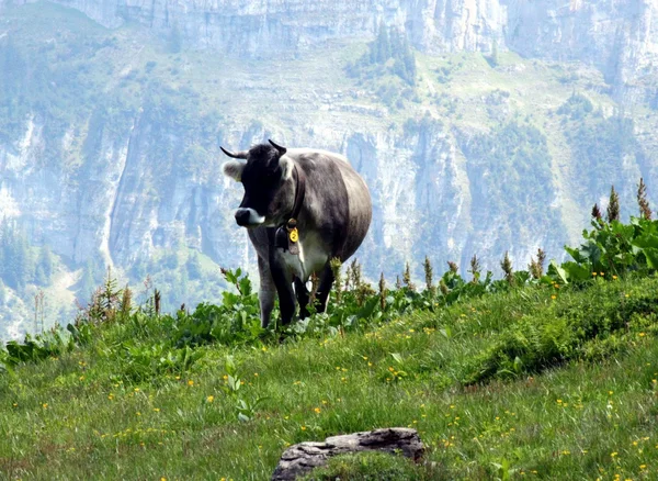 瑞士的灰色牛 — 图库照片