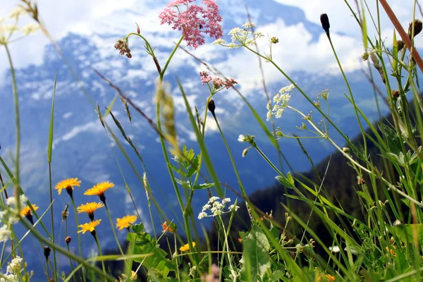 Mountain Summer — Stock Photo, Image