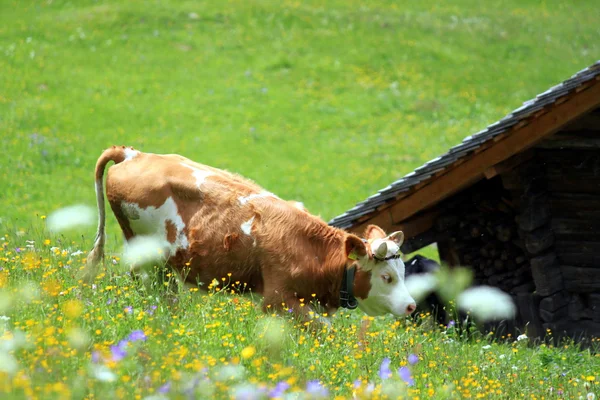 Vaca no pasto — Fotografia de Stock