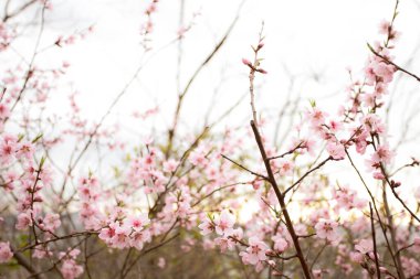 Baharda kiraz çiçeği açan kiraz sakura