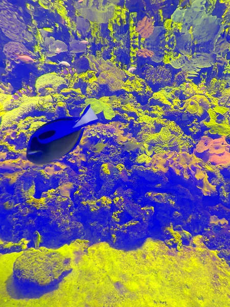 Vita Sottomarina Marina Bellissimi Coralli Pesci Alghe Sfondo Del Mare — Foto Stock
