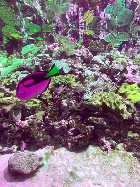 Marien Onderwater Leven Prachtige Koralen Vissen Algen Zeeachtergrond — Stockfoto