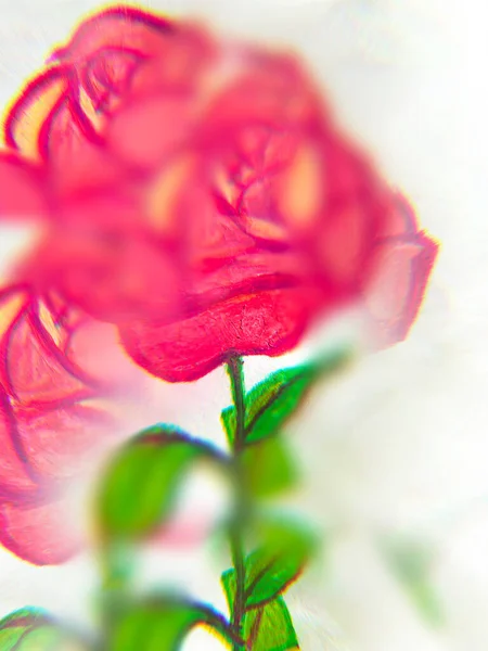 Piękna Ilustracja Róży Rysunek Dłoni Media Mieszane Abstrakcyjne Niewyraźne Tło — Zdjęcie stockowe