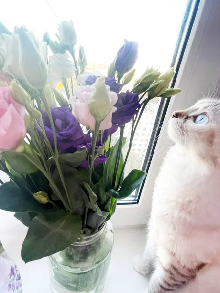 Lindo Gato Blanco Está Sentado Alféizar Ventana Mirando Ramo Flores —  Fotos de Stock