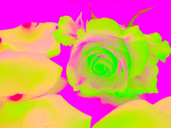 Fundo Abstrato Rosa Verde Brilhante Incomum Cercado Por Pétalas Amarelas — Fotografia de Stock