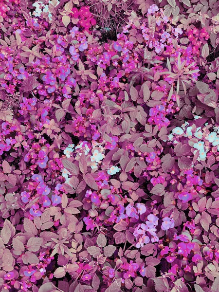 Belo Fundo Floral Arbusto Flores Rosa Violeta Conceito Verão — Fotografia de Stock