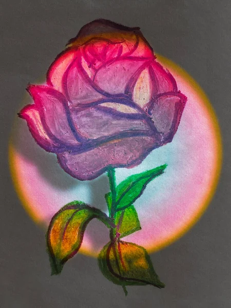아름다운 스포트라이트를 장미의 — 스톡 사진