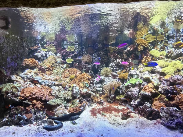 Güzel Büyük Bir Akvaryumda Renkli Balıklar Deniz Yaşamı — Stok fotoğraf