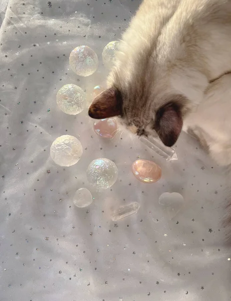 Cat Επιλέγει Κρυστάλλους Και Κάνει Συνεδρία Ανόργανα Επούλωση — Φωτογραφία Αρχείου