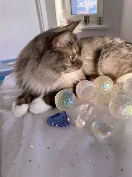 Katze Sucht Kristalle Aus Und Macht Mineralheilstunde — Stockfoto