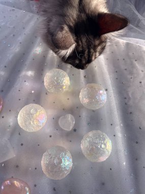 Kedi kristalleri seçer ve mineral iyileştirme oturumu yapar