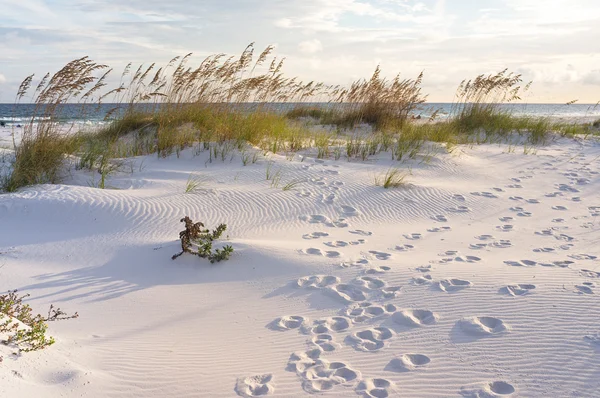 Footprints in the Dunes — Stockfoto