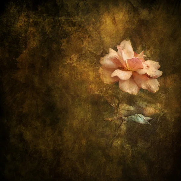 Painterly Peach Rose fundo — Fotografia de Stock