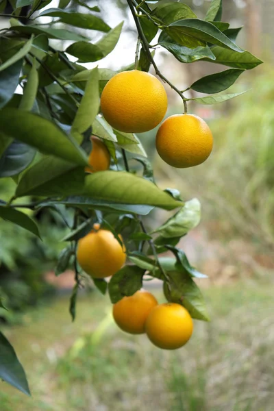 Ripe Oranges on the Tree in Florida — Stock Photo, Image