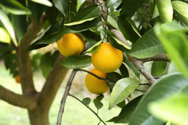 Ripe Oranges on the Tree in Florida — Stock Photo, Image