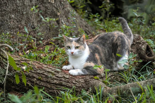 Calico macska karmoló és élesítés vele karmai — Stock Fotó
