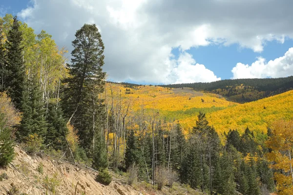 Golden Aspens e Tall Pines na Floresta Nacional de Santa Fé — Fotografia de Stock