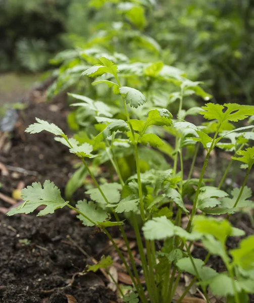 Cilantro rostlin v zahradě tzv. koriandr a čínských p — Stock fotografie