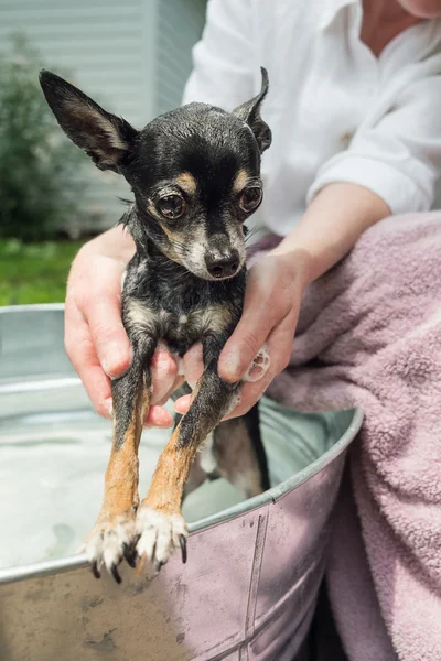 Lavaggio del cane Chihuahua in una vasca metallica all'aperto — Foto Stock