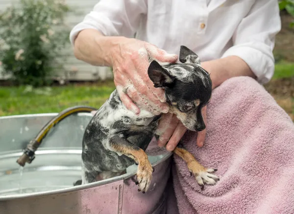 Schüchterner schwarzer und weißer Chihuahua beim Shampoonieren im Freien — Stockfoto