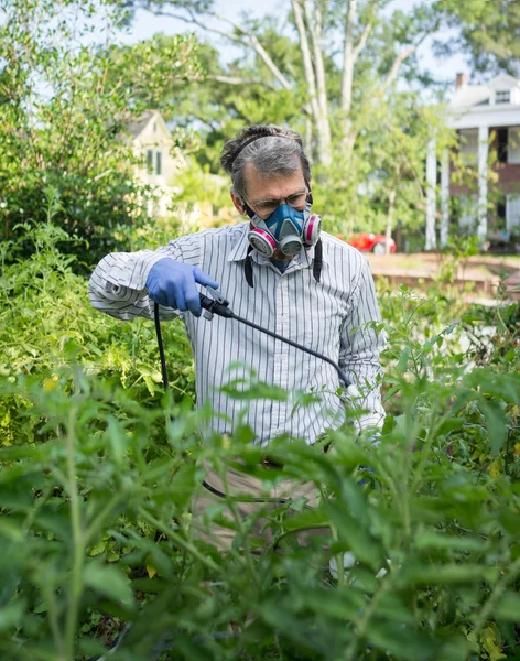 Homem Pulverizando Seu Inseto Infestado Tomate Plantas — Fotografia de Stock