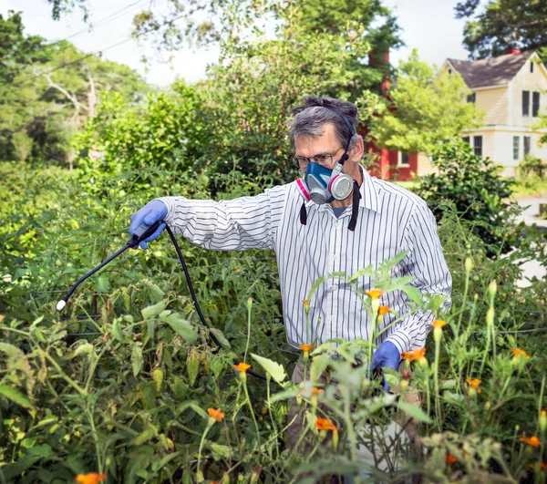 Man sprutar hans insekter angripna tomatplantor — Stockfoto