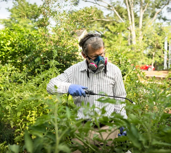 Man sprutar hans insekter angripna tomatplantor — Stockfoto