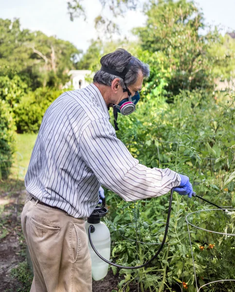 喷他昆虫的侵染的番茄植株的男人 — 图库照片