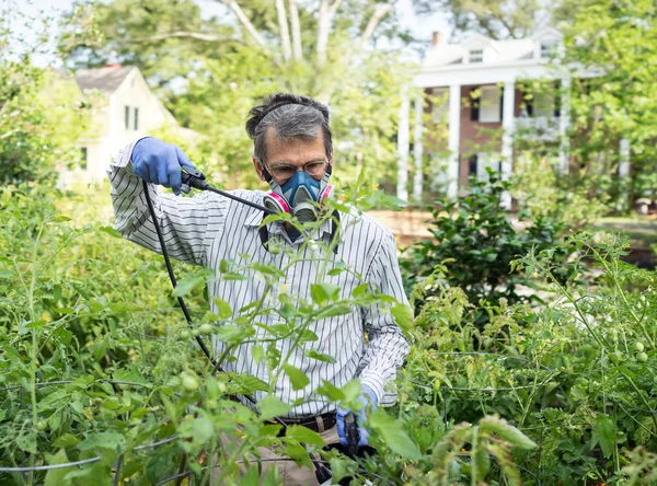 喷他昆虫的侵染的番茄植株的男人 — 图库照片