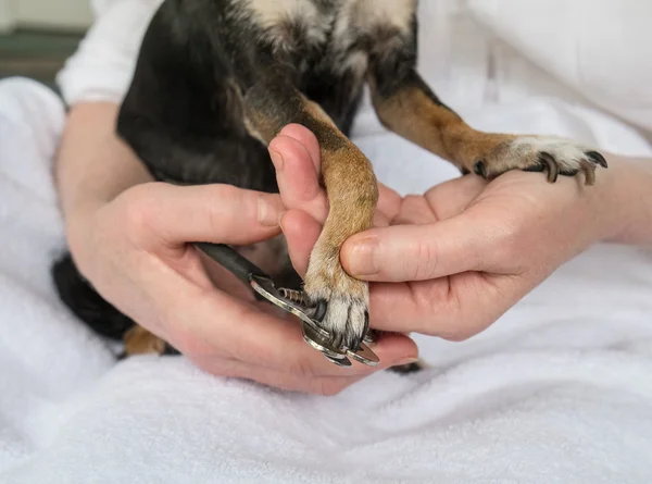 Trimmen der Fußnägel oder Krallen kleiner Hunde — Stockfoto