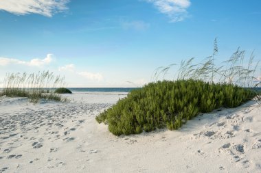 Florida plaj beach rosemary ile