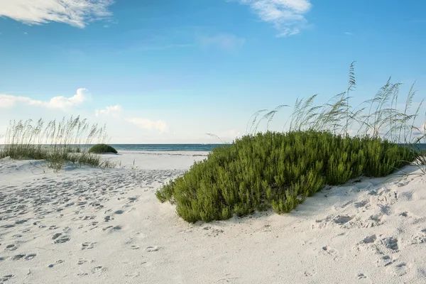 Florida Beach with Beach Rosemary — Stock Photo, Image