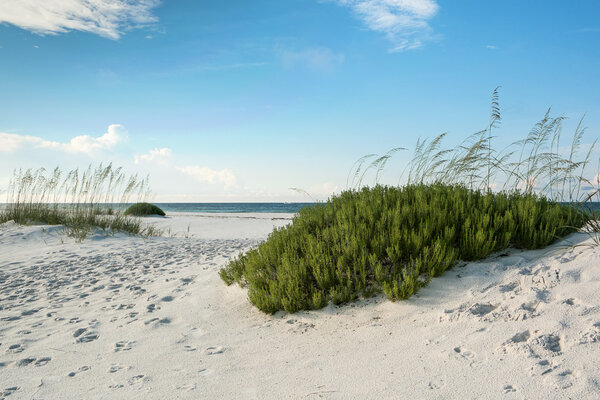 Florida Beach with Beach Rosemary