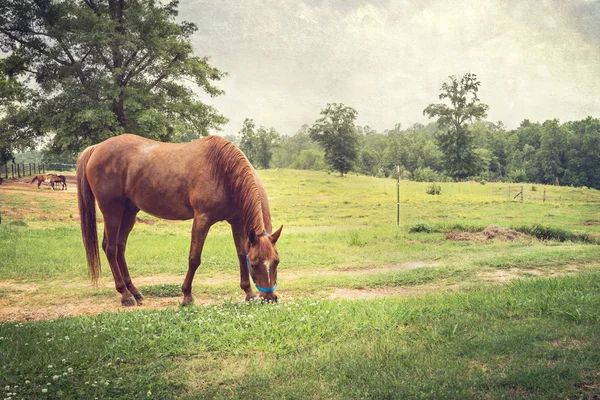Kastanje paard in vreedzame grasland — Stockfoto