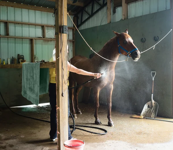 Vrouw afkoeling kastanje paard in een schuur — Stockfoto