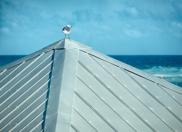 One Seagull on a Tin Roof Looking Out to Sea — Stock Photo, Image