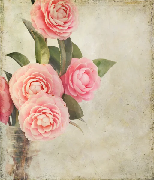 Feminine Camellia Flowers with Vintage Texture — Stock Photo, Image