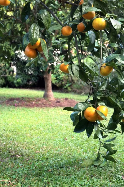 Satsuma o mandarino in morbida luce esterna — Foto Stock