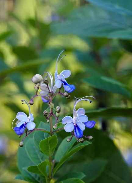 Clerodendrum ugandense (powszechnie nazywany "niebieski motyl"). — Zdjęcie stockowe