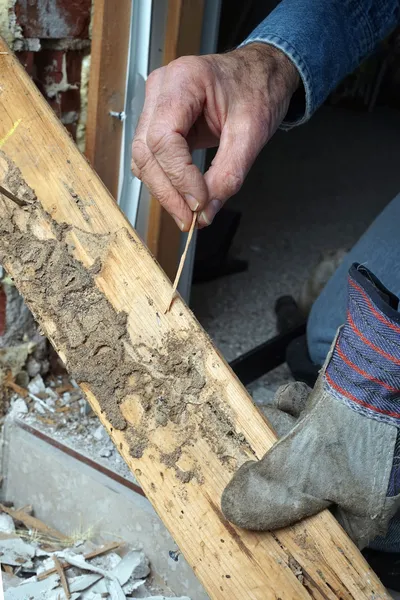 Closeup da mão do homem mostrando térmita ao vivo e danos de madeira — Fotografia de Stock