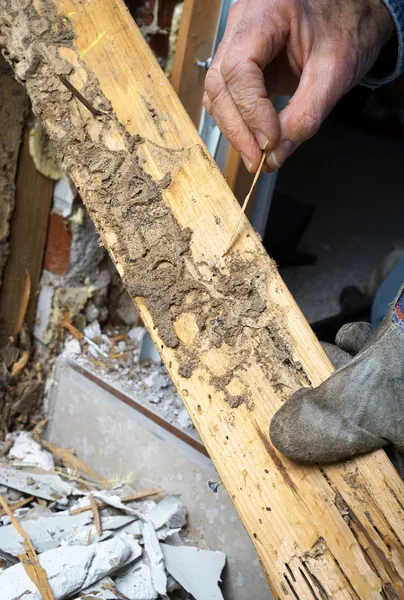 Primer plano de la mano del hombre mostrando Termitas vivas y daños en la madera — Foto de Stock