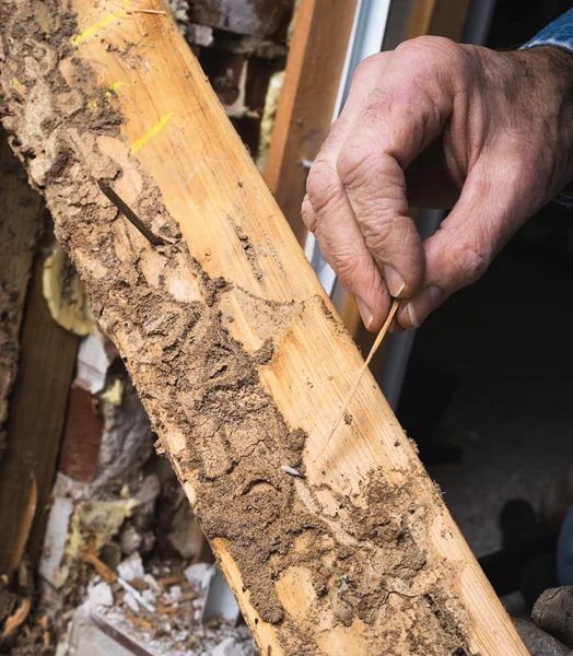 Primer plano de la mano del hombre mostrando Termitas vivas y daños en la madera — Foto de Stock